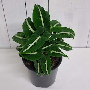 Table Toppers: Syngonium Wendlandii "Black Velvet"