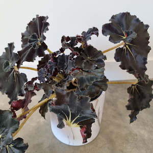 Begonia "Black Mamba"