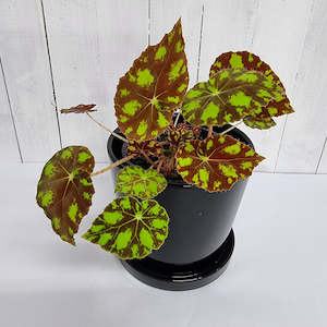 Table Toppers: Begonia Tiger Paw / Eyelash