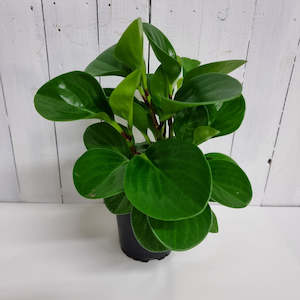 Peperomia Obtusifolia  Jade