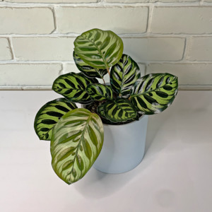 Calathea Makoyana in Ceramic Pot