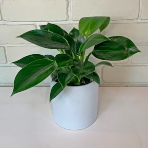 All House Plants 1: Philodendron Green Princess in Ceramic Pot