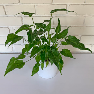 All House Plants 1: Philodendron Xanadu in Ceramic Pot