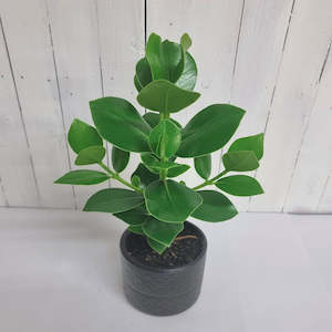 All House Plants 1: Clusia Rosea Princess in ceramic pot