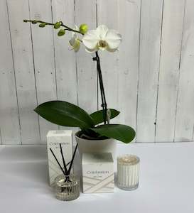 Bundles: Classic white Phalaenopsis Orchid with Ecoya Celebration Candle and Diffuser