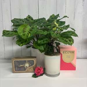 Bundles: Beautiful large Maranta Leuconeura Variegated with ECOYA candle and Van H Chocolates