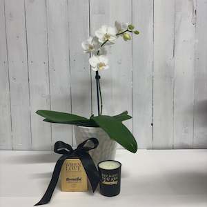 Bundles: Stunning White Phalaenopsis Orchid paired with a cute Surmanti Candle Gingerbread or Christmas Lily