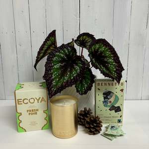 Bundles: Plant lovers bundle - Gorgeous Begonia Fireworks plant, Fresh Pine Ecoya Candle and Bennetto After Dinner Mints