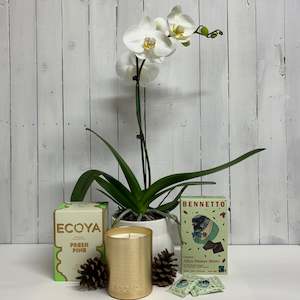 Bundles: Lovely Seasonal Bundle - Classic White Orchid Plant, Fresh Pine Ecoya Candle and Bennetto After Dinner Mints