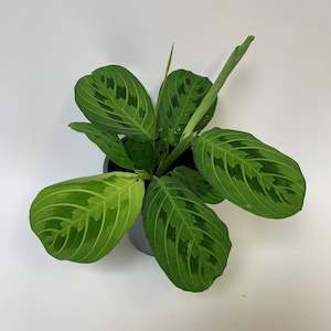 Lovely bright Maranta Leuconeura Lemon Lime