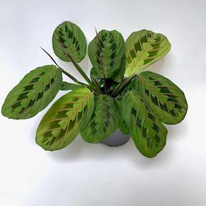 Table Toppers: Gorgeous sought after Maranta Leuconeura Erythroneura Red Stripe