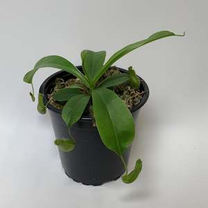 Table Toppers: Nepenthes Alata Pitcher Plant - Fascinating insect eating plant!