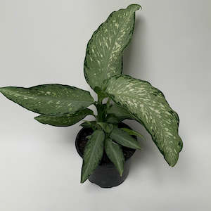Table Toppers: Dieffenbachia Tiki - super cool leaf pattern and colour