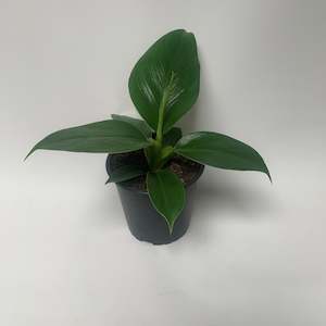 Philodendron Imperial Green - optional Ceramic pot