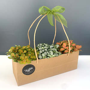 Table Toppers: Super Cute Fittonia Trio Pack- great birthday or "thank you" gift
