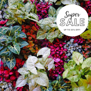 Table Toppers: Fittonia & Syngonium Bundles