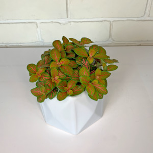 Fittonia verschaffeltii (green & pink)