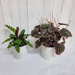 House Plant Bundles: Pet Friendly Plant Bundle