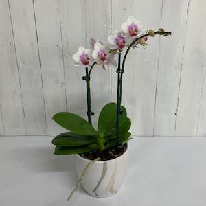 Lovely pink Mini Phalaenopsis- stunning gift idea