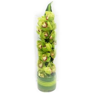 Stylish,modern Cymbidium Orchid in glass vase