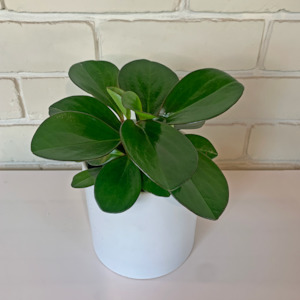 Table Toppers: Peperomia Obtusifolia Red Edge in optional ceramic pot