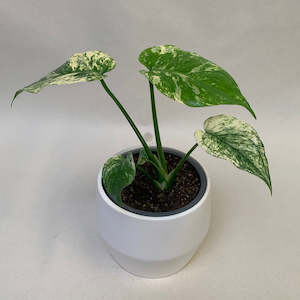 Table Toppers: Monstera Deliciosa Mint  ** New Release - rare **