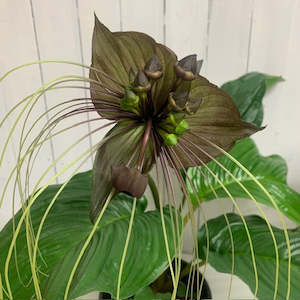 Seasonal Collection: Tacca Chantrieri - Enigmatic Bat Flower Plant