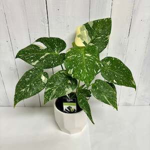 Seasonal Collection: Monstera Thai Constellation - rare houseplant with lovely variegation