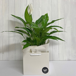 Gifts For Him: Stunning Peace Lily - great gift idea