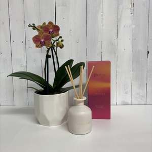 Gorgeous Peachy Phalaenopsis Orchid and Jacob Carter Diffuser