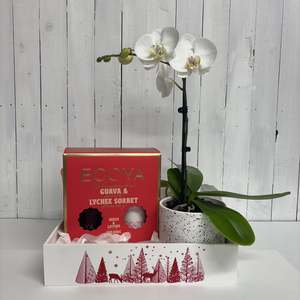 Gorgeous Phalaenopsis Orchid Christmas Gift Tray