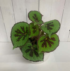 Table Toppers: Begonia Masoniana Iron Cross - Striking texture and pattern