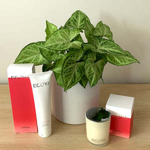 Bundles: Syngonium + Ecoya Candle & Hand Cream