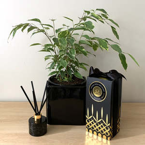House Plant Bundles: Ficus Benjamina + Surmanti Gift Bundle