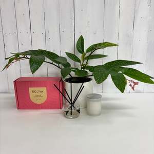 Bundles: Lovely gift bundle for the home - Plant, Diffuser and Candle