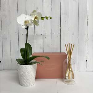 Seasonal Collection: Beautiful Orchid and Stylish Glass Diffuser gift bundle