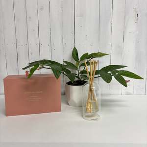 Seasonal Collection: Stylish Glass Diffuser and Lovely Houseplant gift bundle