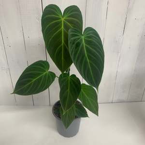 Large Grade: Philodendron Gloriosum