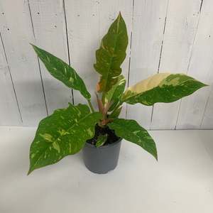 Table Toppers: Colourful Philodendron Ring of Fire