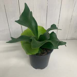 Table Toppers: Awesome Staghorn Fern - Platycerium Bifurcatum