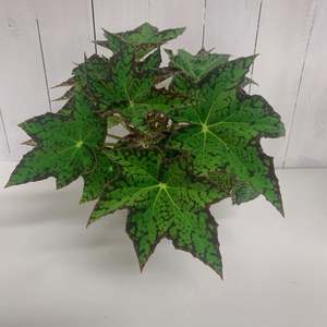 Table Toppers: Begonia Serina CBG - bringing lovely green vibes for the home