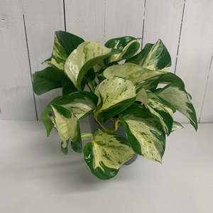 Table Toppers: Lovely Happy Leaf plant - Manjula Epipremnum