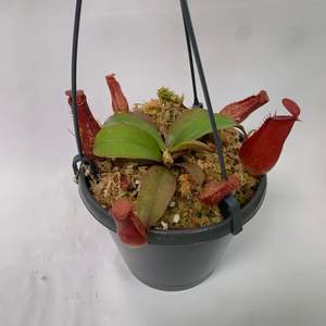 Table Toppers: Nepenthes Alata Bloody Mary Pitcher Plant - Fascinating insect eating plant!