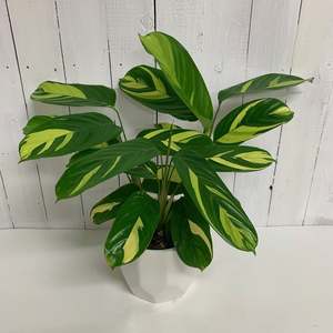 Table Toppers: Calathea Lubbersiana - Golden Mosaic