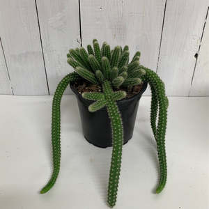 Table Toppers: Cool Cactus - your new favourite desert friend!