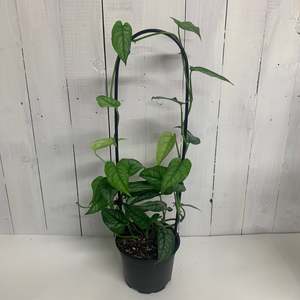 Table Toppers: Monstera Siltepecana