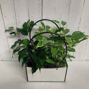 All House Plants 1: Perfect indoor deco  pack - Ficus Benjamina Duo