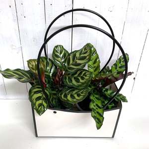 All House Plants 1: Striking Calathea Starter Pack