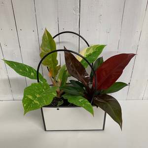 House Plant Bundles: Stunning Philodendron Duo