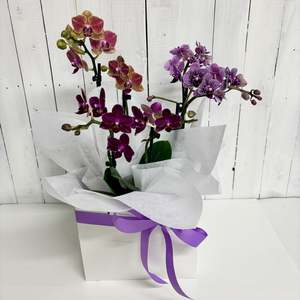 Bundles: Adorable Mini Phalaenopsis Orchid trio